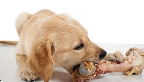 狗吃蒲瓜吗,探究宠物饮食习惯之谜