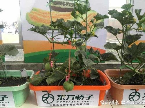 高官吃瓜,揭秘权力场中的八卦风云