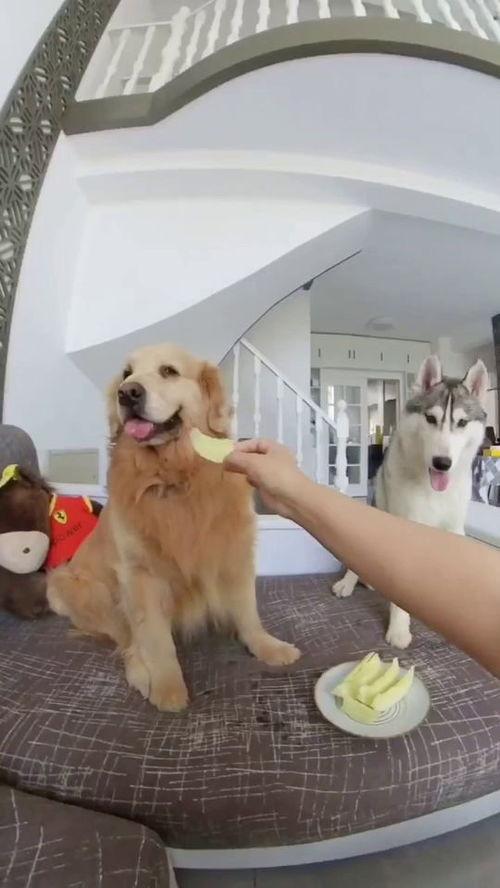 狗子与我 吃瓜视频,趣味横生的宠物日常