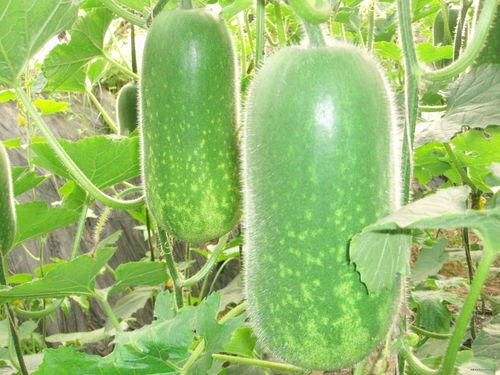 猫眼吃瓜图片大全,趣味吃瓜瞬间大盘点