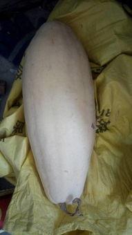 缝针可以吃白瓜吗,一针一线，开启健康饮食新篇章