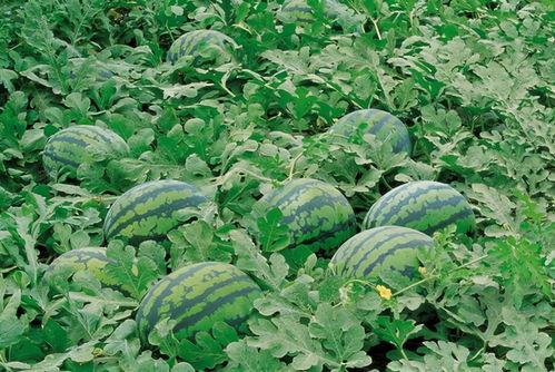 安阳师范吃瓜,揭秘校园里的热点风波