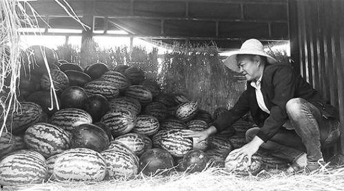 吃瓜群众岱岱 政治,揭秘政治风云背后的真实故事