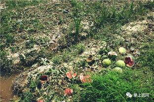 武冈黄色吃瓜,探寻武冈黄色吃瓜的独特魅力