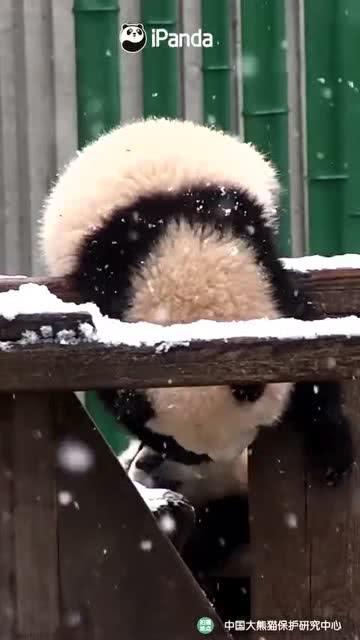 吃瓜小熊hr,揭秘职场那些事儿