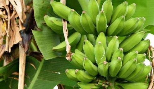 肠道溃疡可以吃哈密瓜吗,肠道溃疡患者的健康选择？