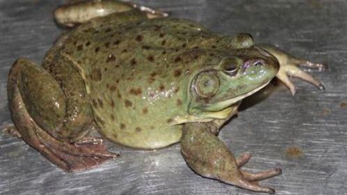 刘大瓜吃牛蛙,一场味蕾与视觉的狂欢