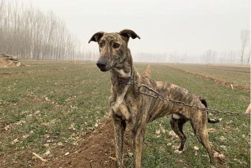 细犬吃瓜,瓜果飘香中的味蕾之旅