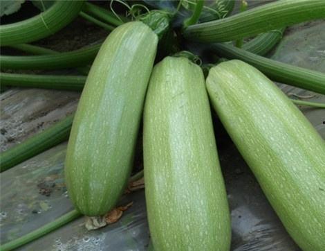 西呱双吃瓜,揭秘娱乐圈的甜蜜与苦涩