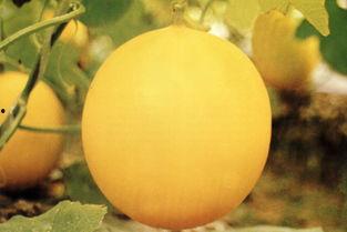 吃瓜事件韩城,揭秘背后真相与网络舆论风暴