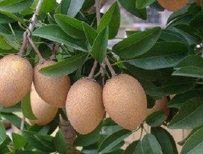 吃茄瓜过敏,症状、原因及预防措施