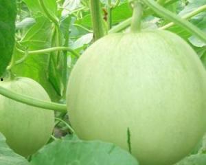 孕妇吃哪些瓜,孕妇适宜食用的瓜类盘点