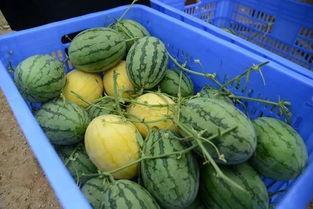 瓜大怎么吃,解锁各式瓜大美味吃法