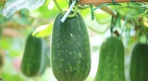 吃瓜的眼睛,吃瓜群众视角下的娱乐圈风云录