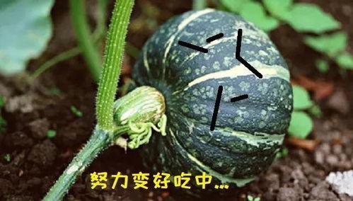 只吃南瓜不吃瓜,探寻南瓜美食的独特魅力