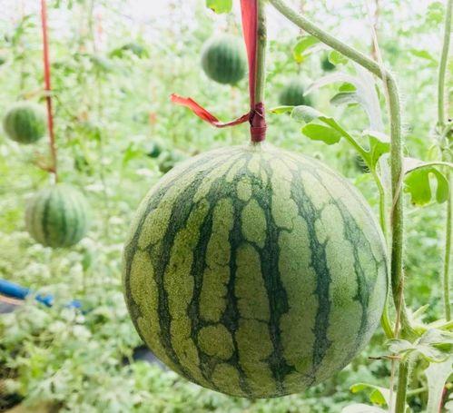 真实的吃瓜事件,真相竟如此惊人！