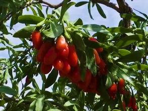 宁夏吴忠同心吃瓜,夏日炎炎，吃瓜群众共享清凉时光