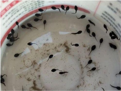 蝌蚪吃瓜,探寻蝌蚪吃瓜的奇妙世界