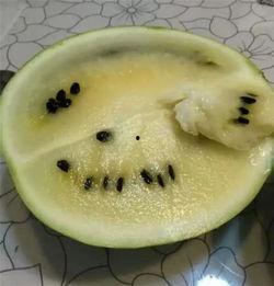 烂了才吃的瓜,揭秘“烂了才吃”的独特风味之谜